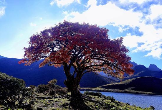 山东泰山迎战川崎前锋,首发阵容预测!